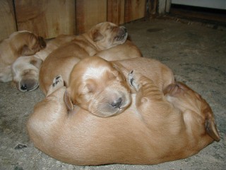 {short description of image}