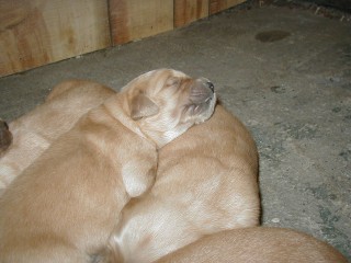 {short description of image}