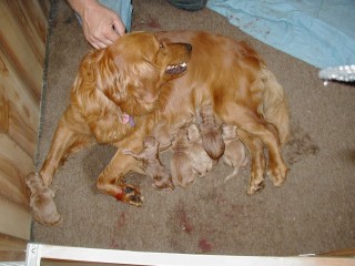 {short description of image}